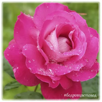 Бутон Розы После Дождя Капли - Бесплатное фото на Pixabay - Pixabay