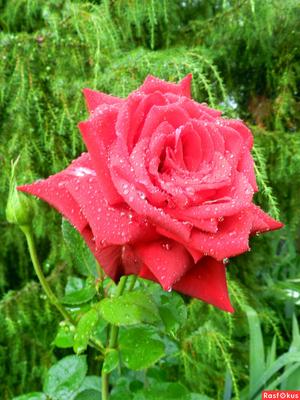 цветок розы после дождя Stock Photo | Adobe Stock