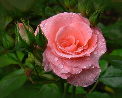 Цветы после дождя. Розы в росе дождя. Стоковое Изображение - изображение  насчитывающей хвастуна, больш: 190624769