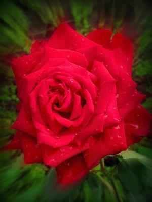 картинки : цветок, лепесток, Роза, Розовый, Флора, всеобщее достояние, после  дождя, Флорибунда, Макросъемка, цветущее растение, Садовые розы, Розовая  семья, Лотосов, Rosa Rugosa, Наземный завод, Rosa Centifolia, Порядок розы,  Rosa Rubiginosa, Rosa Gallica