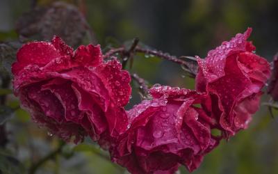 одинокая сиреневая роза с каплями воды после дождя Фото Фон И картинка для  бесплатной загрузки - Pngtree