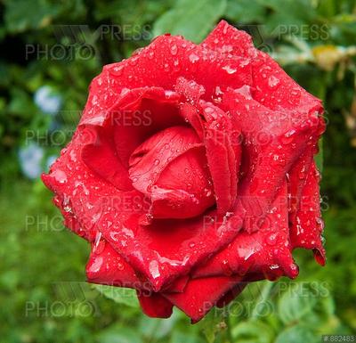 Темно-красная роза после дождя - Красивые картинки обоев для рабочего стола