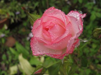 Фотообои Розы \"Белая роза после дождя\" - арт 0120015047 | Купить в  интернет-магазине Фото в дом