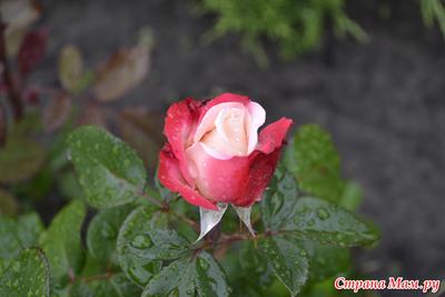 Фото Красная роза после дождя, ву Nicolae Lucian Catalin