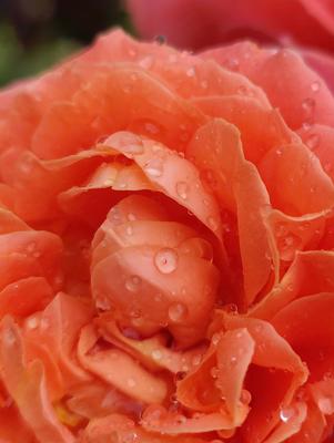 Красные розы после дождя - Ozero - российский фотосток