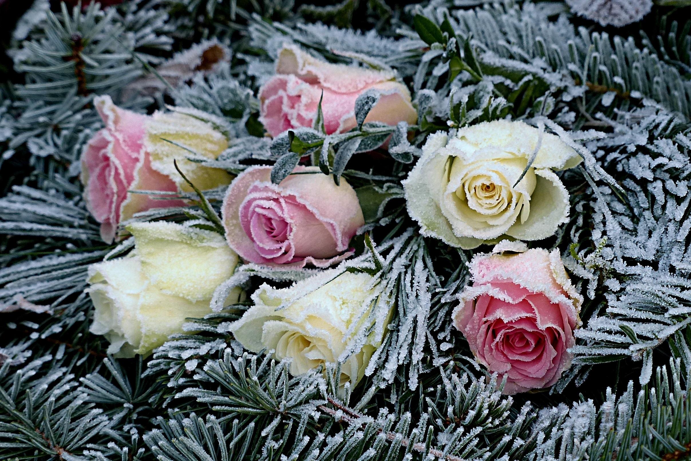 Розы на окне зимой - фото и картинки: 61 штук