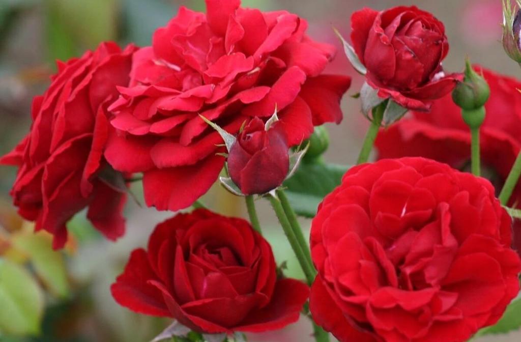 Зимний букет роз: цена, заказать с доставкой по Москве в интернет-магазине  Cyber Flora®