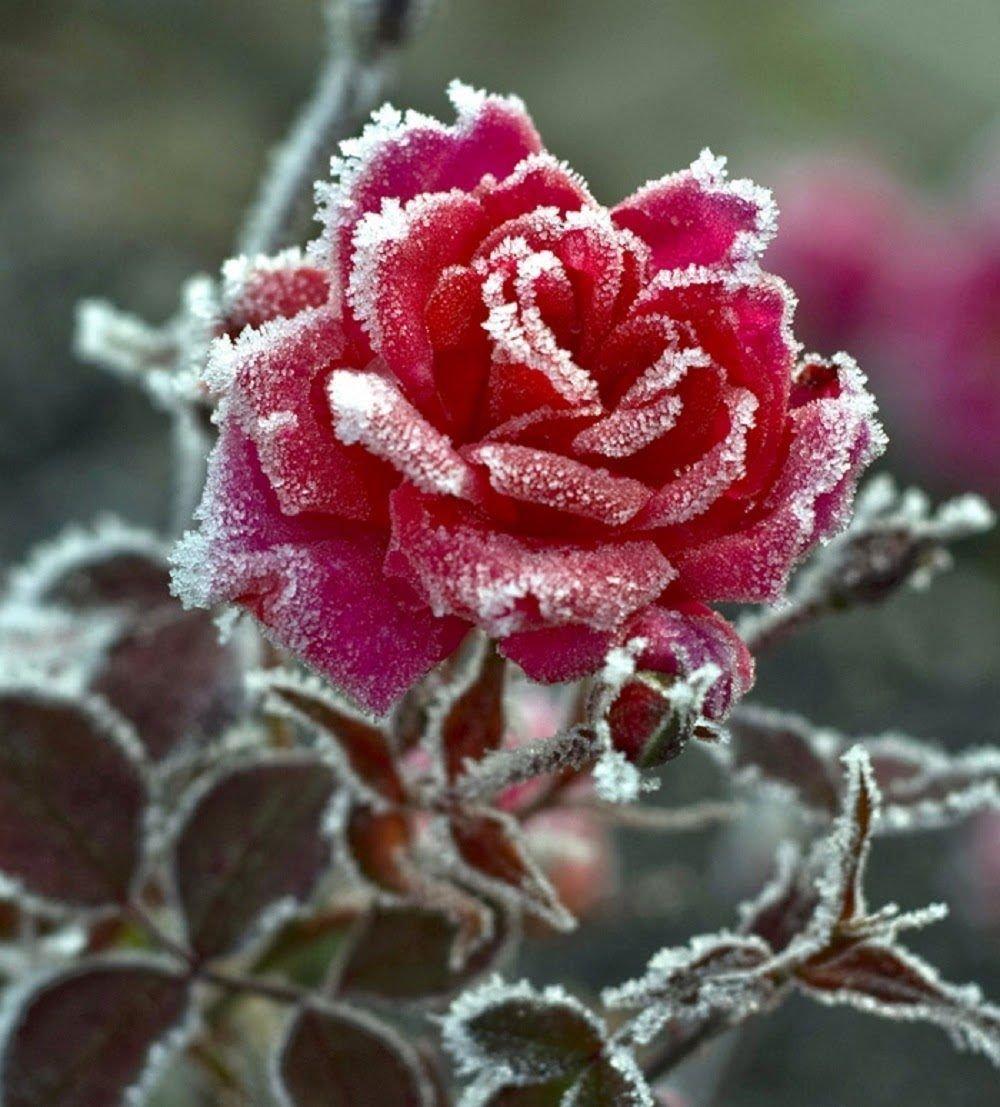 Розы зимой - 70 фото