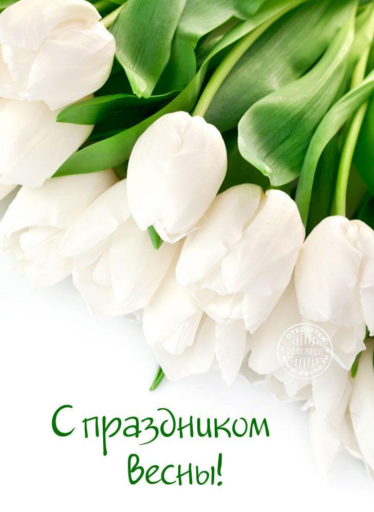 С праздником весны! | Открытки, Цветок, Маки цветы