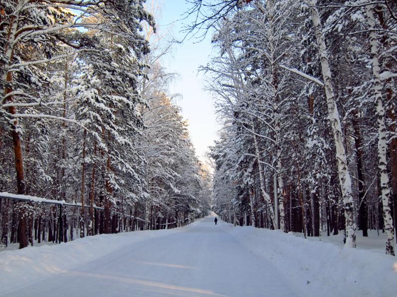 Погружение в зимний Русский лес: красивые фотографии удивят вас | Русский  лес зимой Фото №1338342 скачать