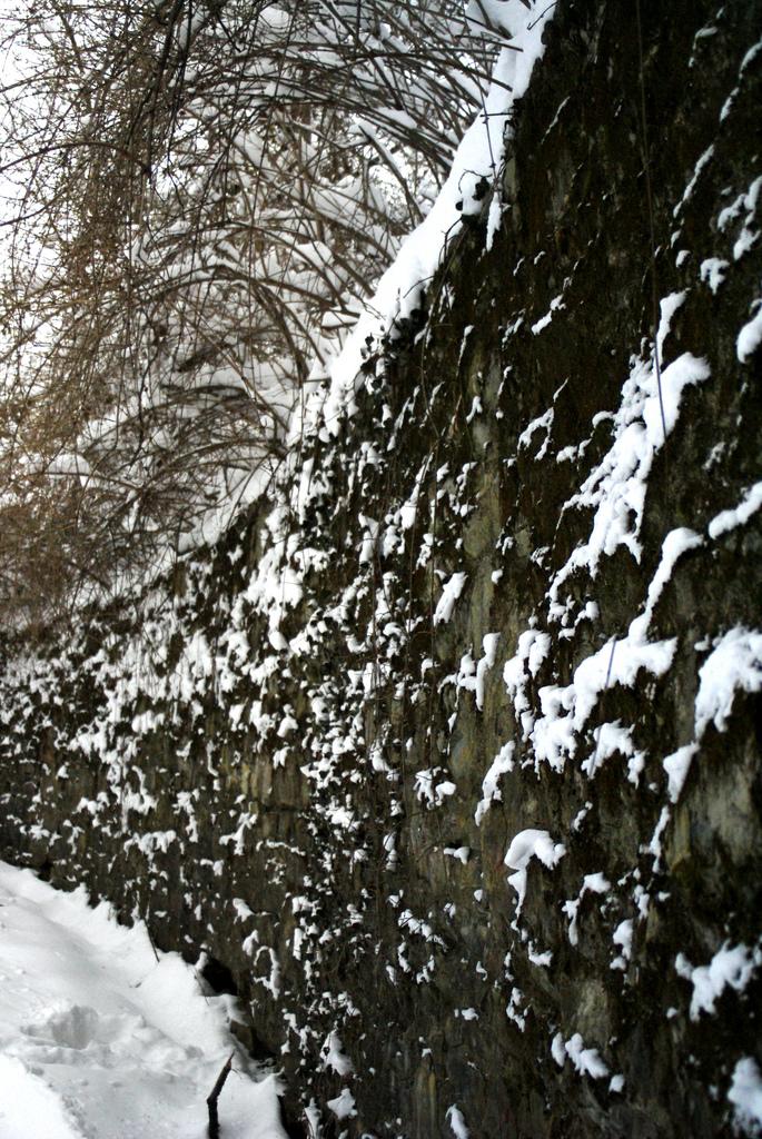 Будет ли работать Японский Сад Краснодара зимой? Ответ в статье! | Дзен  Японского Сада в Краснодаре ⛩️ | Дзен