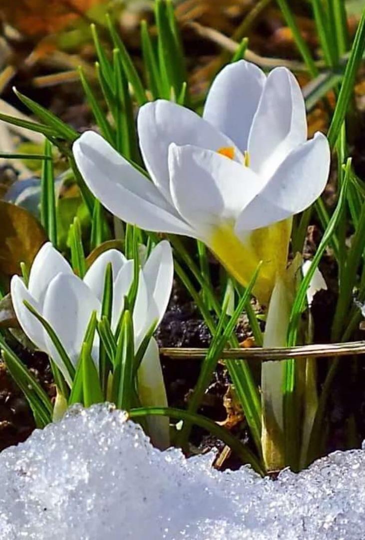 Весна Счастливой весны Цитата о весне, Весна, Логотип, Лепесток, Цветок,  Метр png | Klipartz
