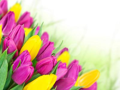 Обои весна, желтые, Тюльпаны, розовые, 8 марта на телефон и рабочий стол,  раздел цветы, разрешение 4000x3000 - скачать