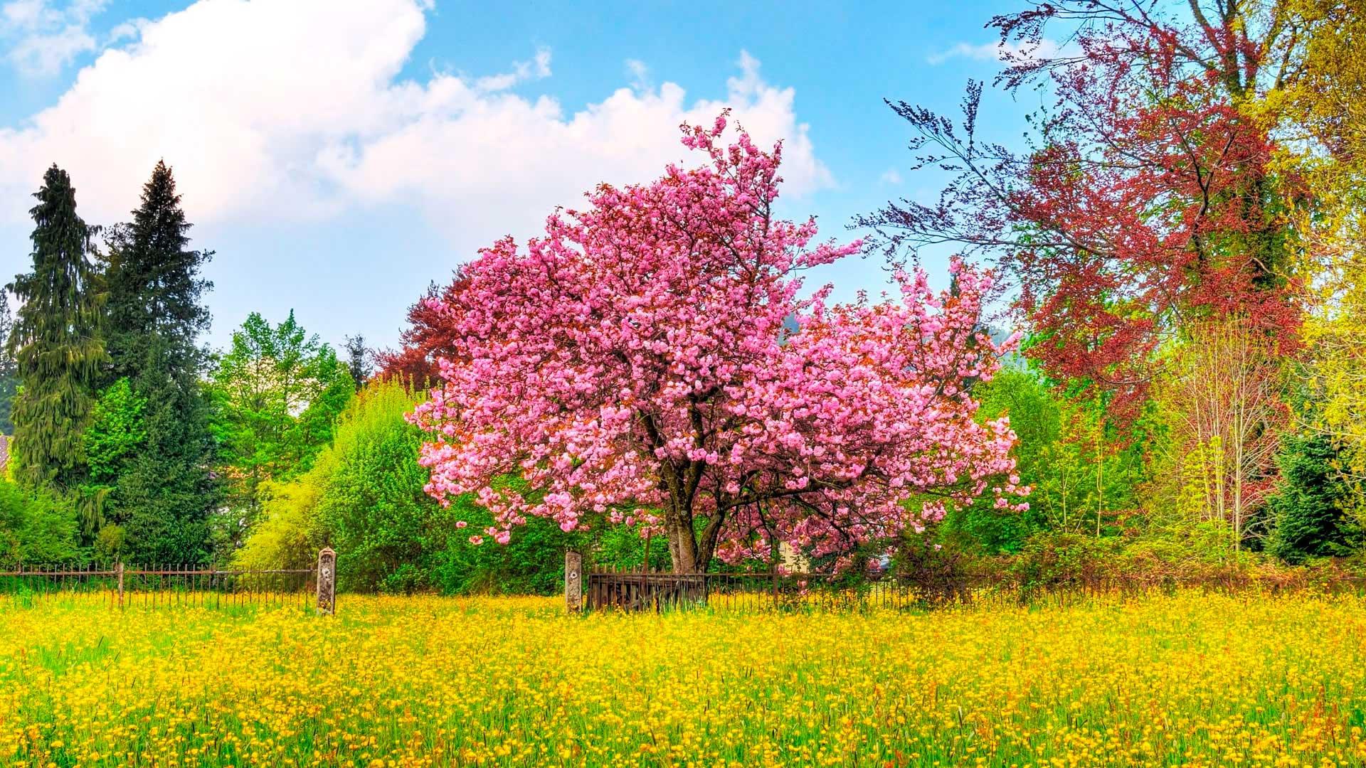 Скачать обои цветы, природа, весна, фиалки, flowers разрешение 2560x1600  #45048
