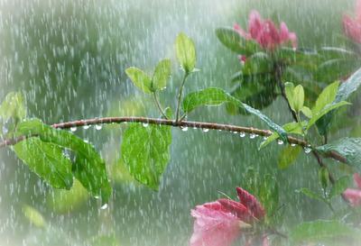Слепой дождь. | Фотосайт СуперСнимки.Ру