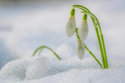 Снег весной нежданно выпал... (Марина Нестеренко 2) / Стихи.ру