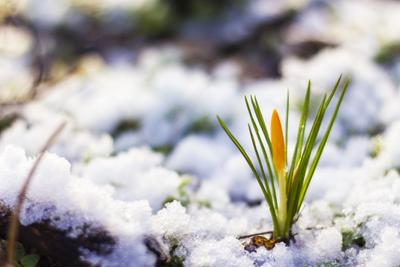 Снег весной: истории из жизни, советы, новости, юмор и картинки — Все посты  | Пикабу