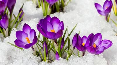 Крокус Снег Весна Конец - Бесплатное фото на Pixabay - Pixabay