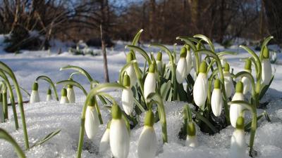 Зима весной и крокусы под снегом