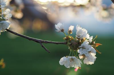 Весна солнце - фото и картинки: 64 штук