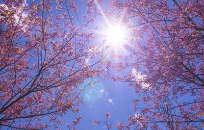 Весеннее солнце цветочный фон, весна, на солнце, Цветы фон картинки и Фото  для бесплатной загрузки