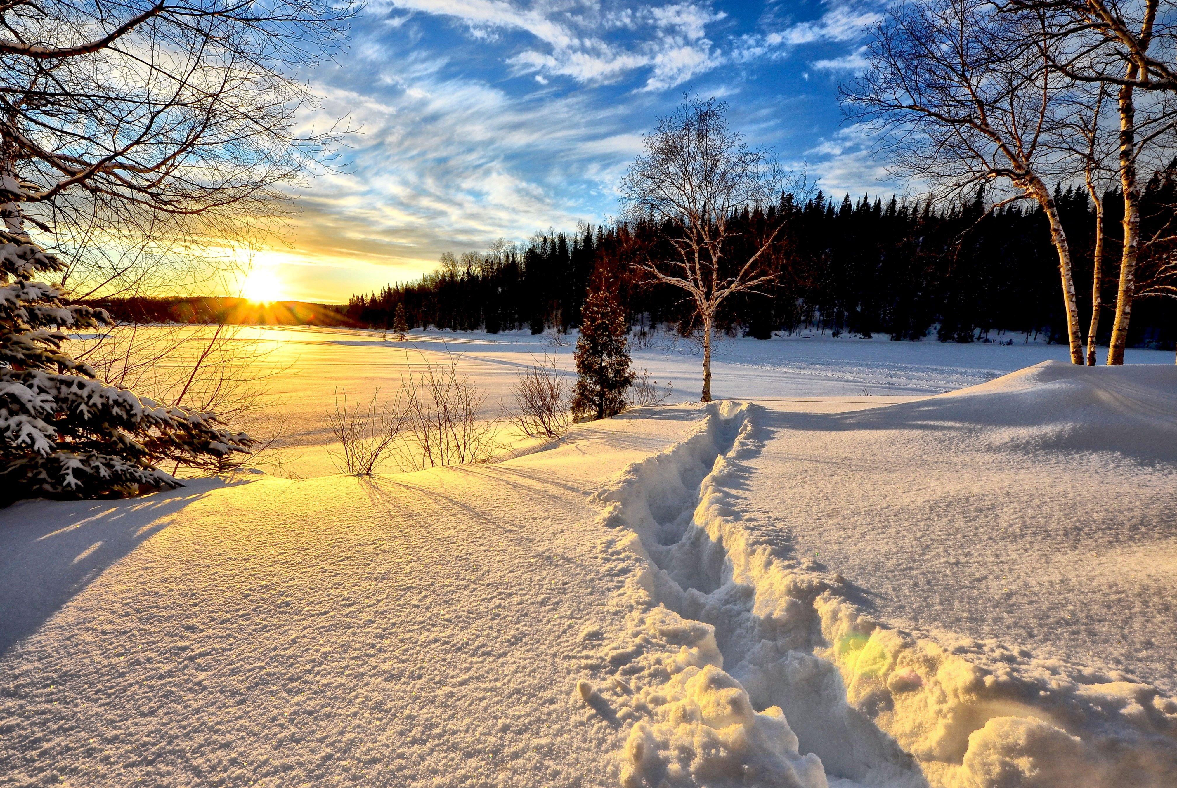 зима пущи солнечная стоковое фото. изображение насчитывающей солнце -  121020884
