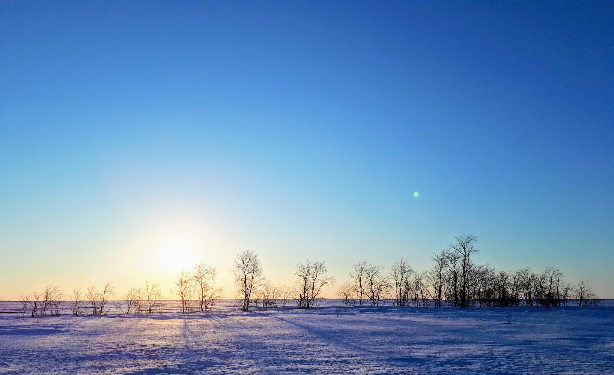 Скачать обои и картинки зима, поле, небо, деревья, солнце, снег, иней для  рабочего стола в разрешении 2560x1440