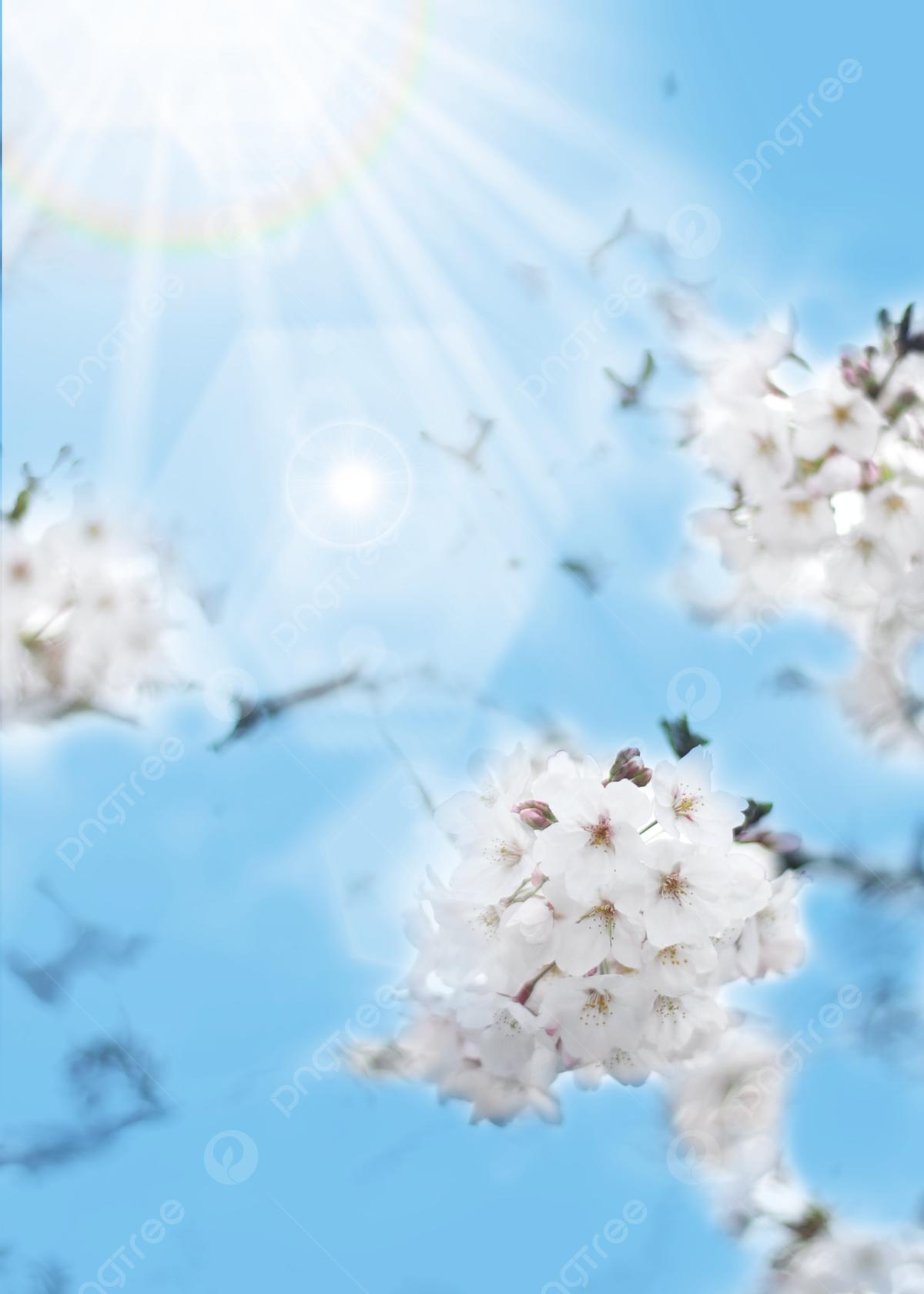 Сакура солнце весна» — создано в Шедевруме