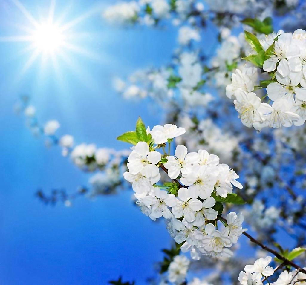 Обои весна, солнце, цветущее дерево на рабочий стол