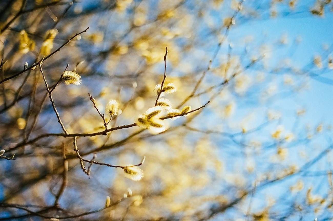 Весна Солнце Природа - Бесплатное фото на Pixabay - Pixabay