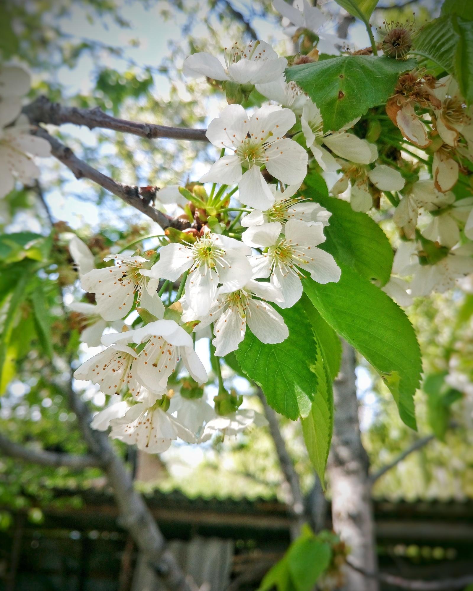 бесплатное фото: Верба, Солнце, Весна, Природа, лес, настроение, пейзаж |  Hippopx