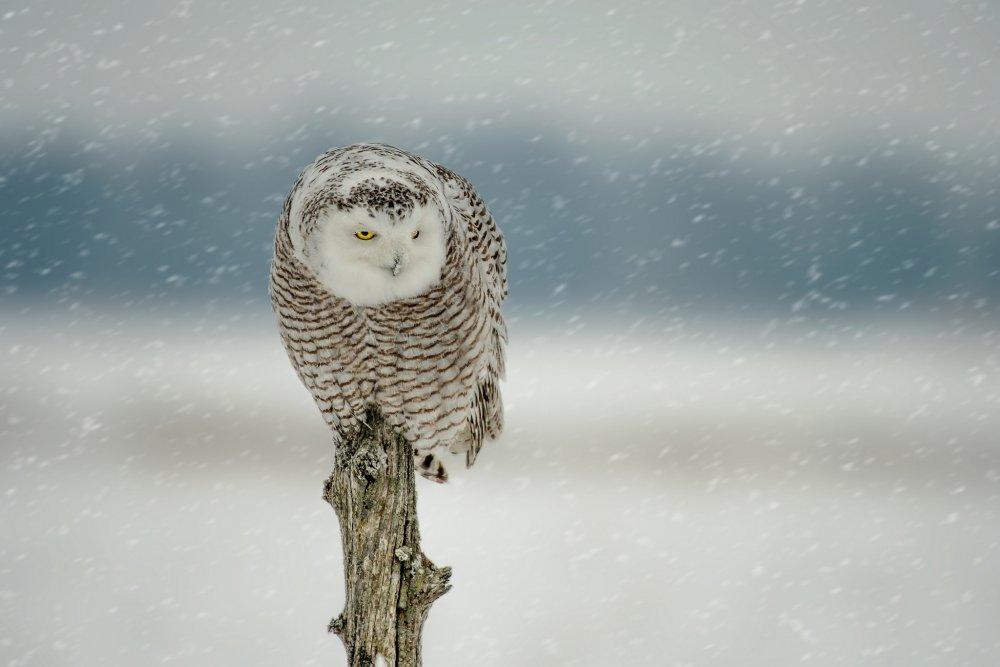 Рисунок совы в зимнем лесу - 76 фото