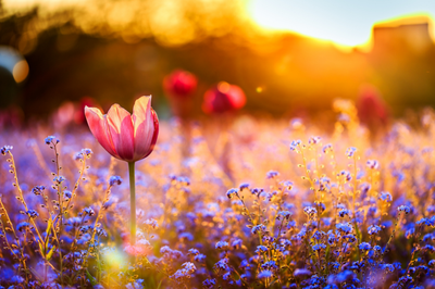 рассвет солнце цветы: 9 тыс изображений найдено в Яндекс.Картинках | Tulips  flowers, Blue flower wallpaper, Pink flowers