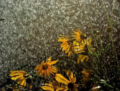 Цветы под дождём» — создано в Шедевруме