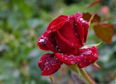 Красивые цветы под дождем (70 фото) »