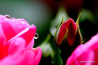 Цветок под дождем Жаклин Бриттон, цветы, капли воды, дождь фон картинки и  Фото для бесплатной загрузки