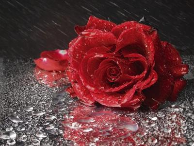 Роза Под Дождем Дождь - Бесплатное фото на Pixabay - Pixabay