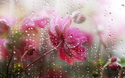 Фото Цветы под дождем на фоне природы