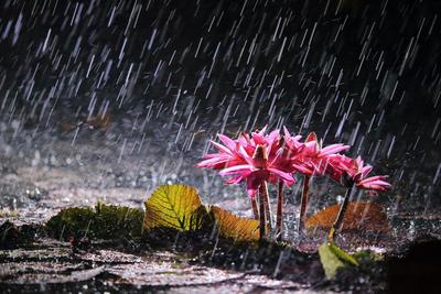 Цветы после дождя - 64 фото