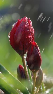 Картинки розы и дождь (68 фото) » Картинки и статусы про окружающий мир  вокруг