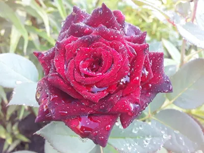 Онлайн пазл «Роза под дождём»