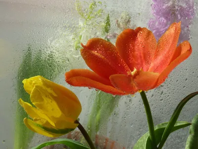 Картины Цветы Под Дождем — купить на ArtNow.ru