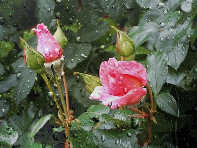 Цветы и растения после дождя