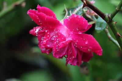 Цветы после дождя,крупный фокус» — создано в Шедевруме