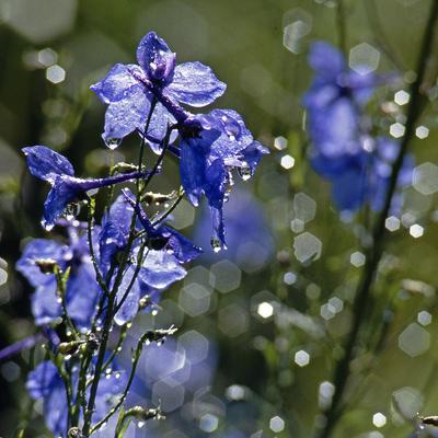 Цветы после дождя | Пикабу
