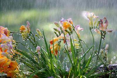 Фотошторы Цветы после дождя