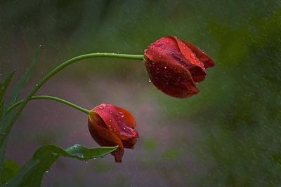 Цветок после дождя. Цветок с дождевыми каплями. Цветок на дождь. Стоковое  Изображение - изображение насчитывающей над, цвет: 180325935