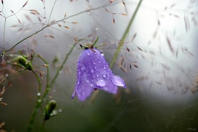 Фотография Весенние цветы после дождя автора irisirina542 фото №142980  смотреть на ФотоПризер.ру