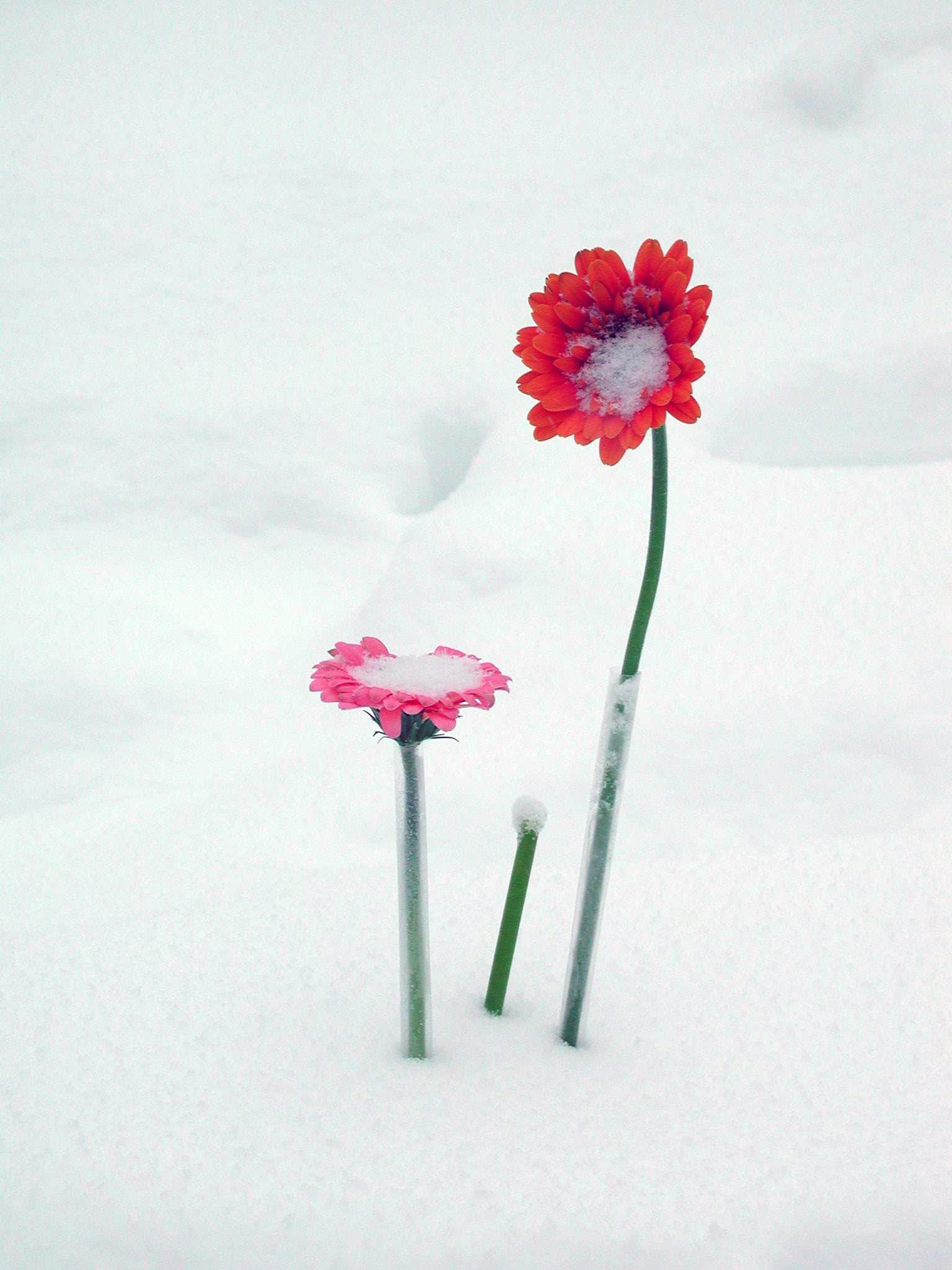 Букет цветов на снегу зимой Stock Photo | Adobe Stock