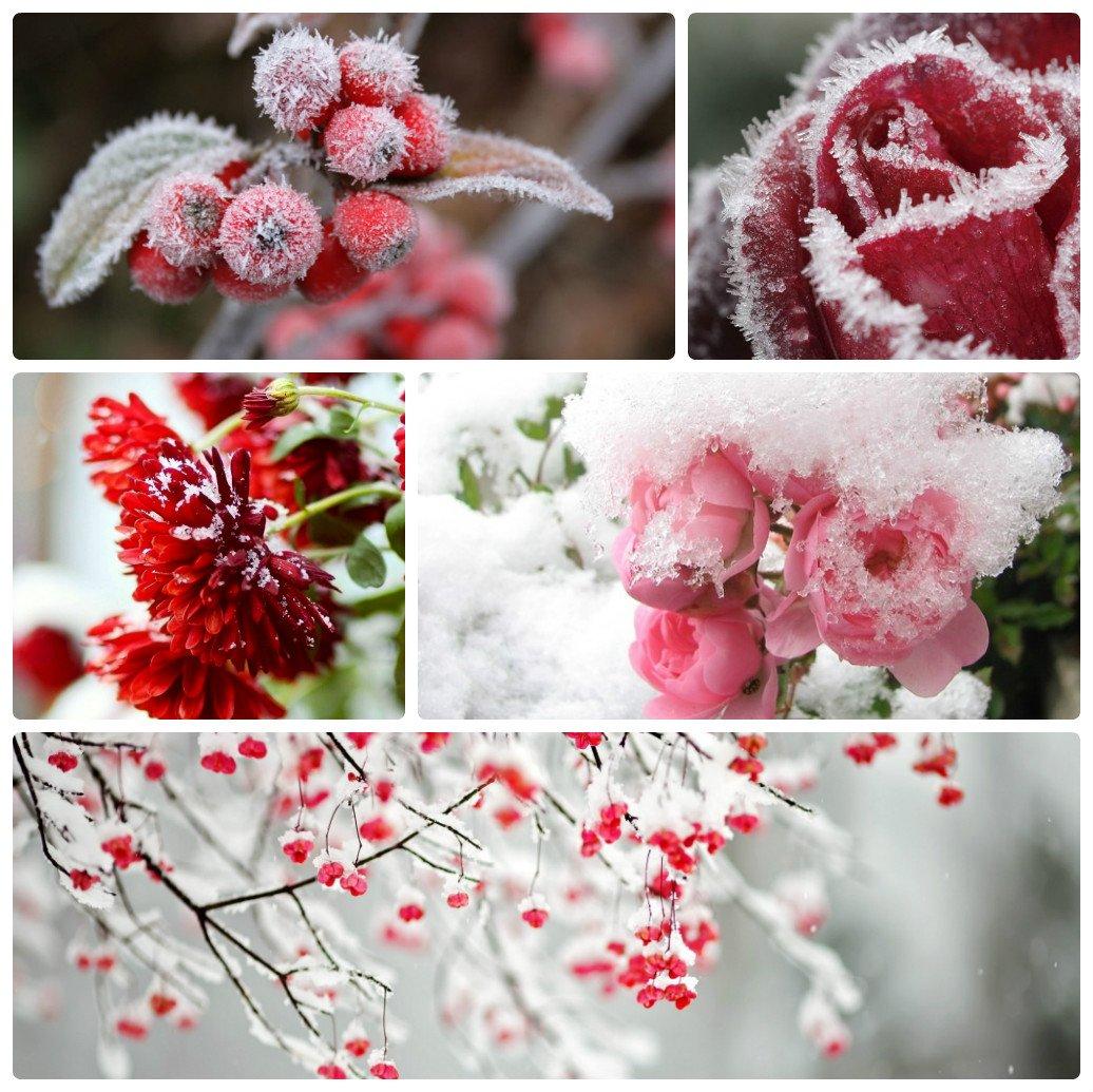 Красные розы зимой на фоне снега» — создано в Шедевруме